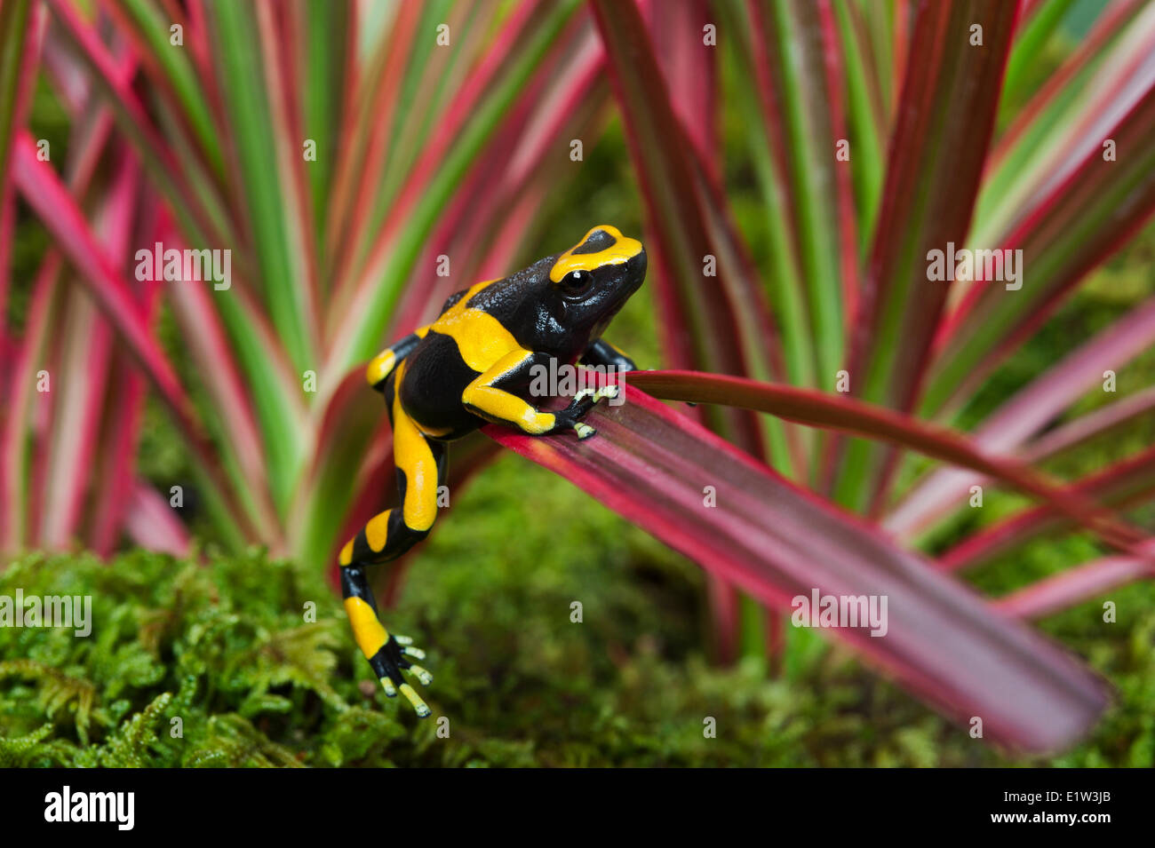 Bumblebee poison dart frog/Guyana anillados (Dendrobates leucomelas sapo dardo), nativa de Guyana, en América del Sur. Foto de stock
