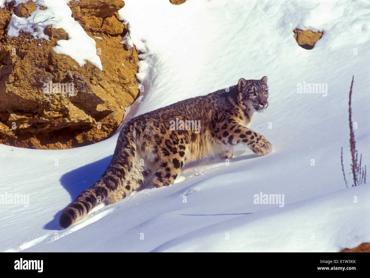 Snow Leopard (Panthera uncia). Encontrado en Asia Central, desde el noroeste de China al Tíbet y el Himalaya. Raras y en peligro de extinción. . Foto de stock
