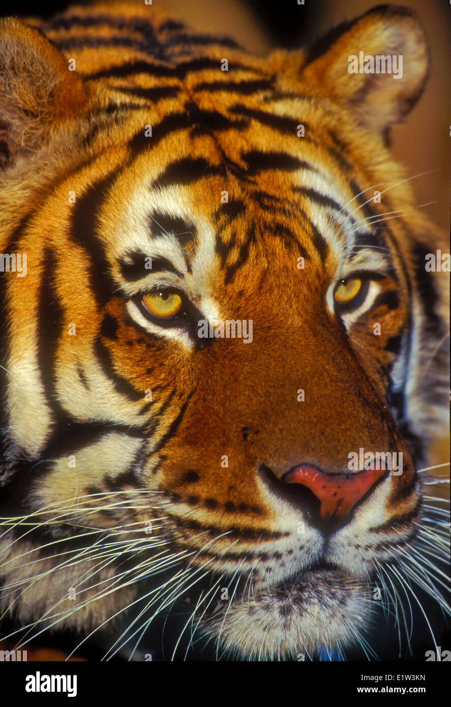 Tigre siberiano (Panthera tigris altaica), especies en peligro de extinción. Foto de stock