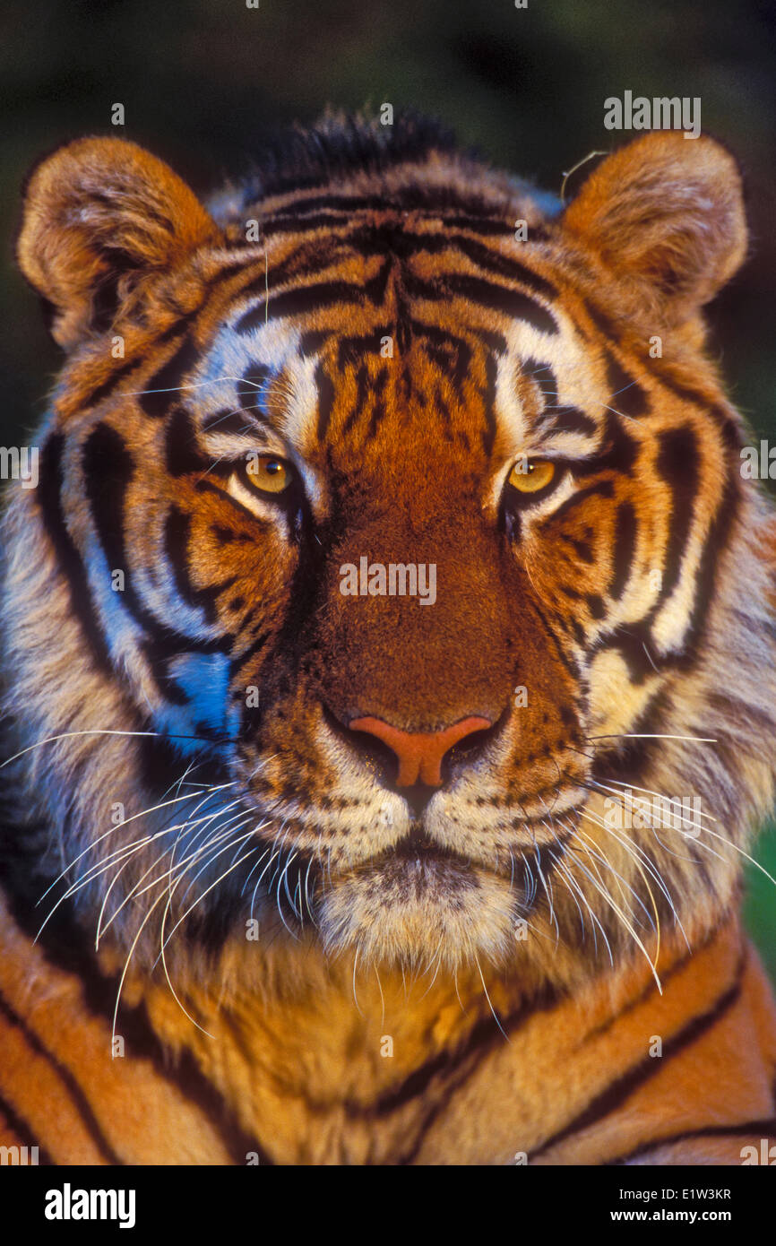 Tigre siberiano (Panthera tigris altaica), especies en peligro de extinción. Foto de stock