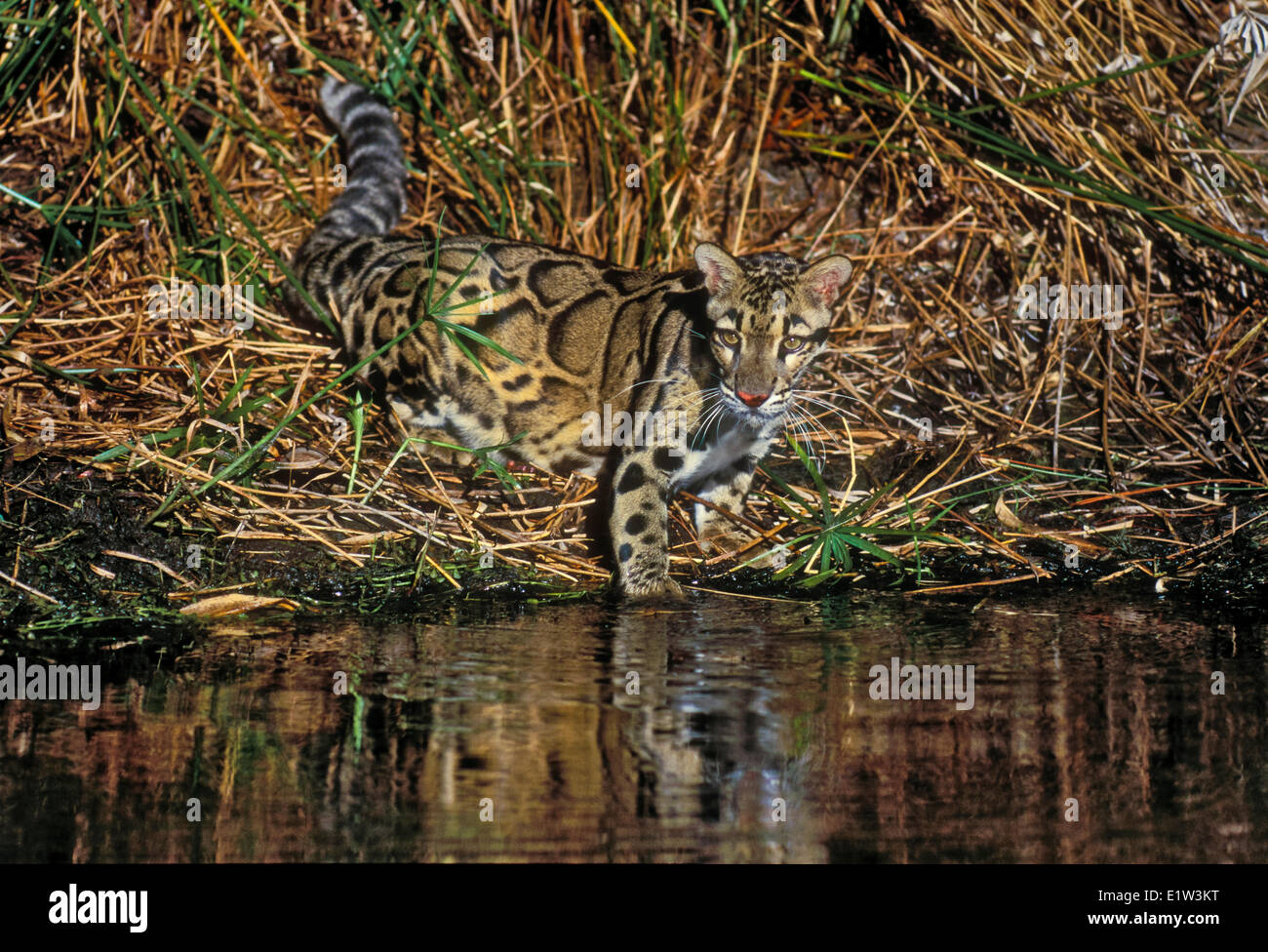 Leopardo (Neofelis nebulosa) camuflado en bambú. Indochina, India, Borneo y Taiwan. Foto de stock