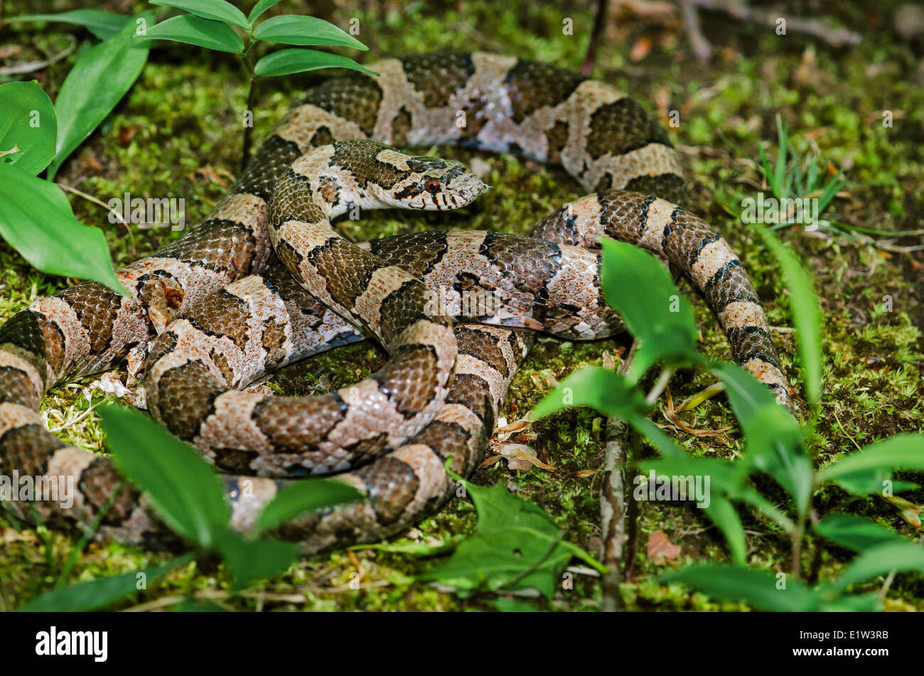 Milk Snake oriental (Lampropeltis triangulum triangulum) después del derramamiento de escalas con poco viejo piel aún en la cabeza la primavera Niagara Foto de stock