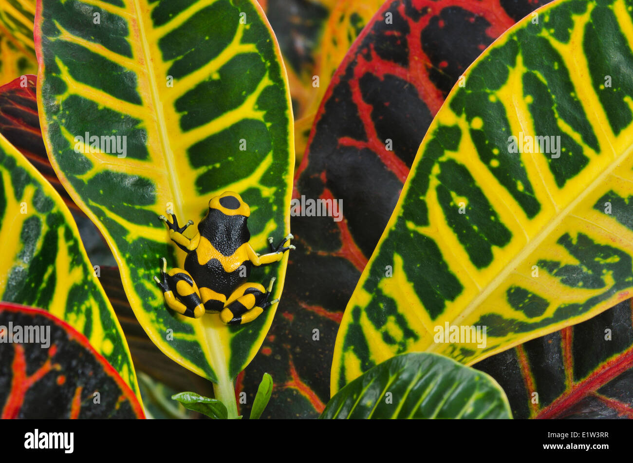 Bumblebee poison dart frog/Guyana anillados (Dendrobates leucomelas sapo dardo) nativas de Guyana SA. Cautivos. Planta Tropical utilizado Foto de stock