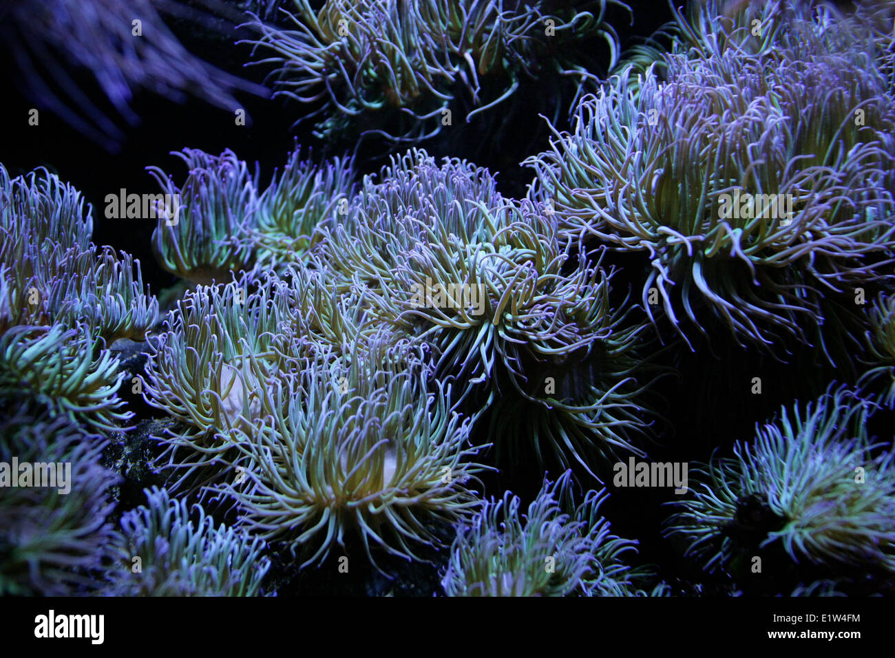 Snakelocks Anemone, Anemonia viridis, Actiniaria Actiniidae,,, CNIDARIA ANTHOZOA. Al sur y al oeste de Gran Bretaña, el Mediterráneo. Foto de stock