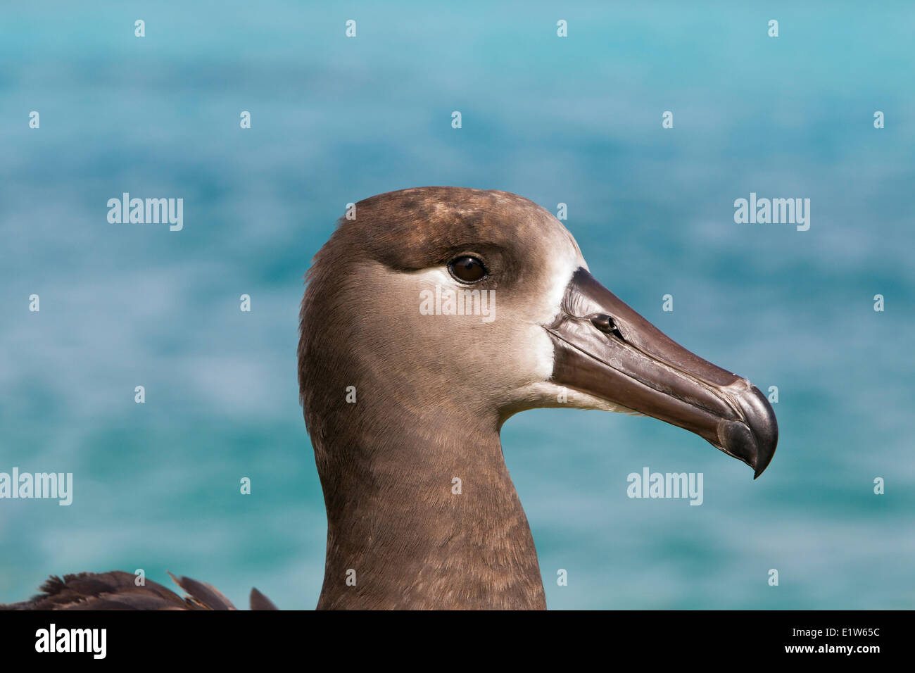 El albatros de patas negras (Phoebastria nigripes) isla de arena el Atolón de Midway el Refugio Nacional de Vida Silvestre de las Islas Hawaianas del Noroeste. Foto de stock