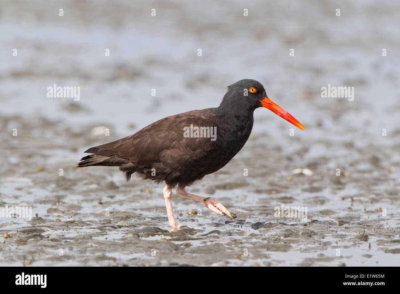 Ostrero negro (Haematopus bachmani), Tsawwassen, British Columbia. Foto de stock