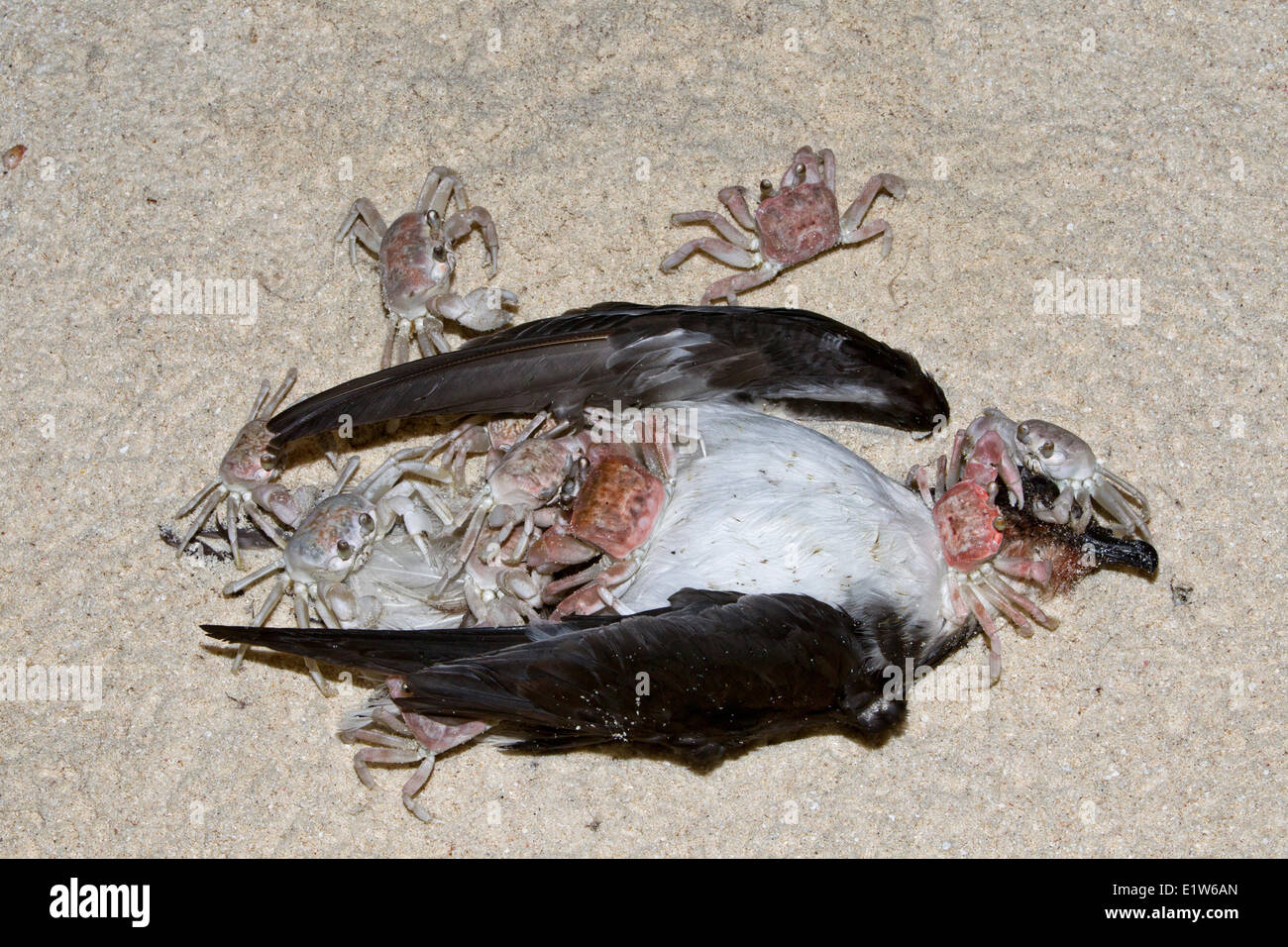 Los cangrejos fantasma (Ocypode sp.) La compactación muertos Bonin petrel (Pterodroma hypoleuca) en la playa por la noche, isla de arena el Atolón de Midway Foto de stock