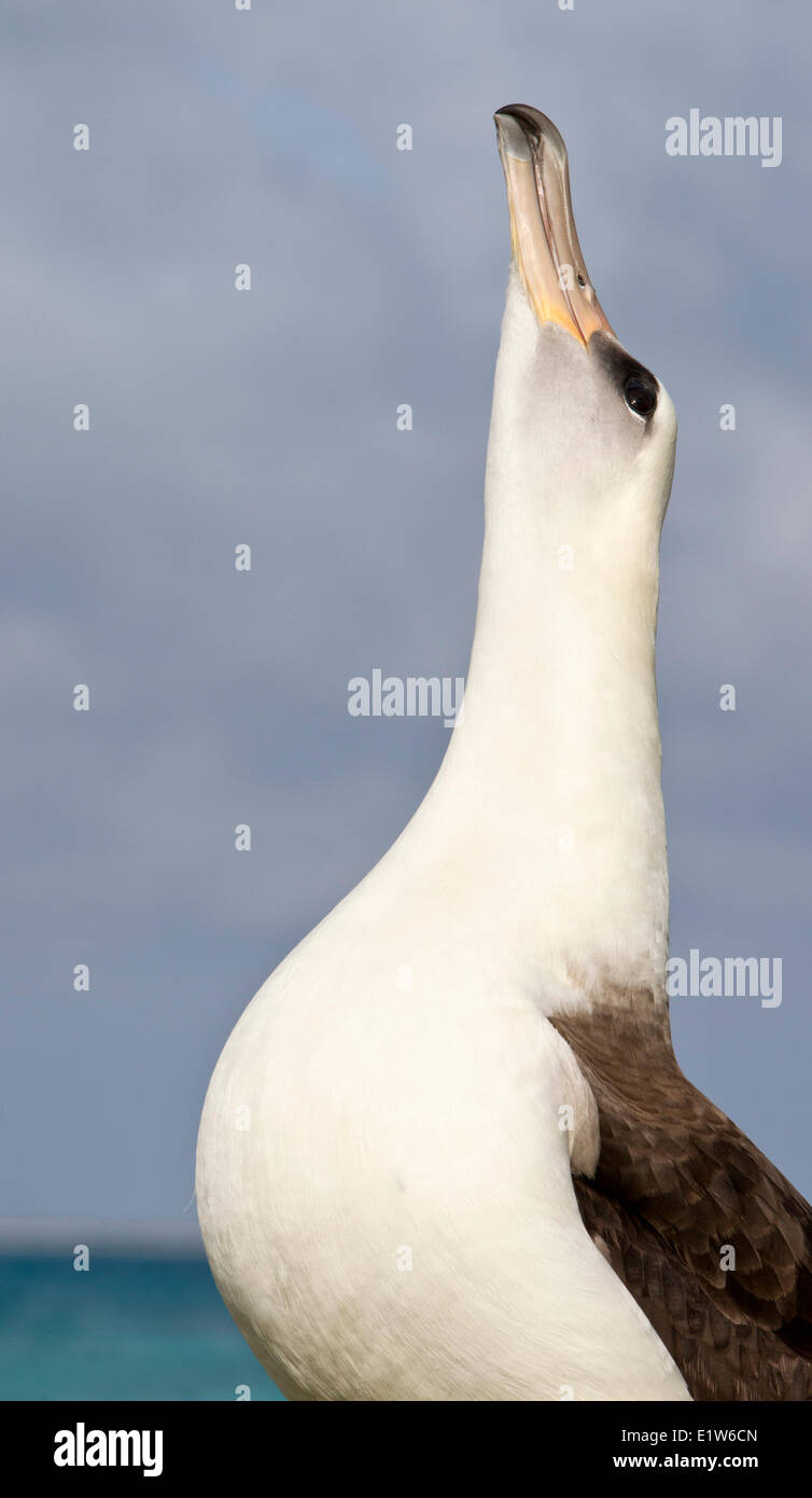 Albatros de Laysan (Phoebastria immutabilis) skypointing llamando como parte del cortejo de comportamiento nacional atolón Midway isla de arena Foto de stock