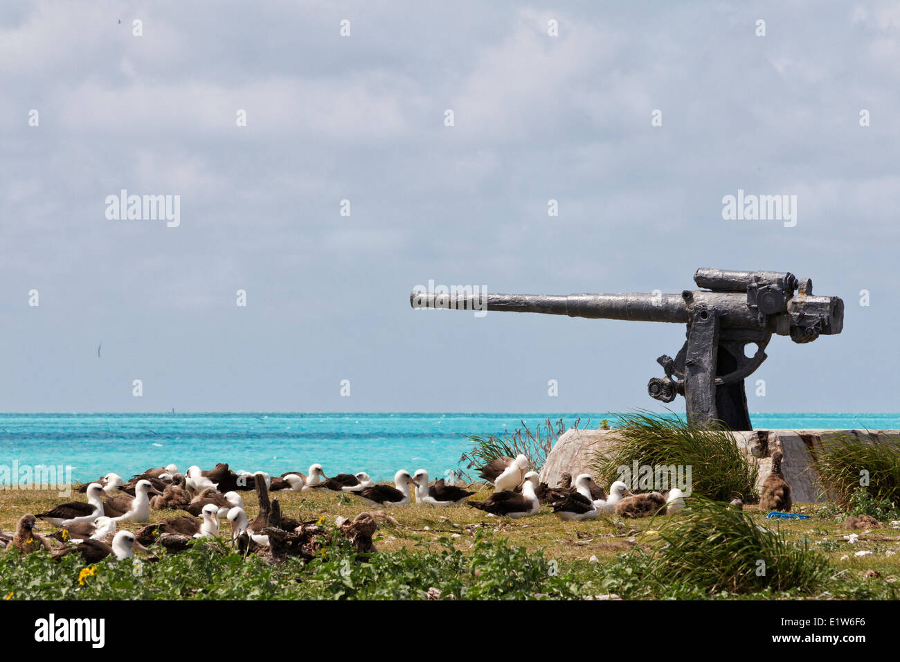 Albatros de Laysan (Phoebastria immutabilis) anidan colonia WWII gun la Batalla de Midway Isla oriental del Atolón de Midway National Wildlife Foto de stock