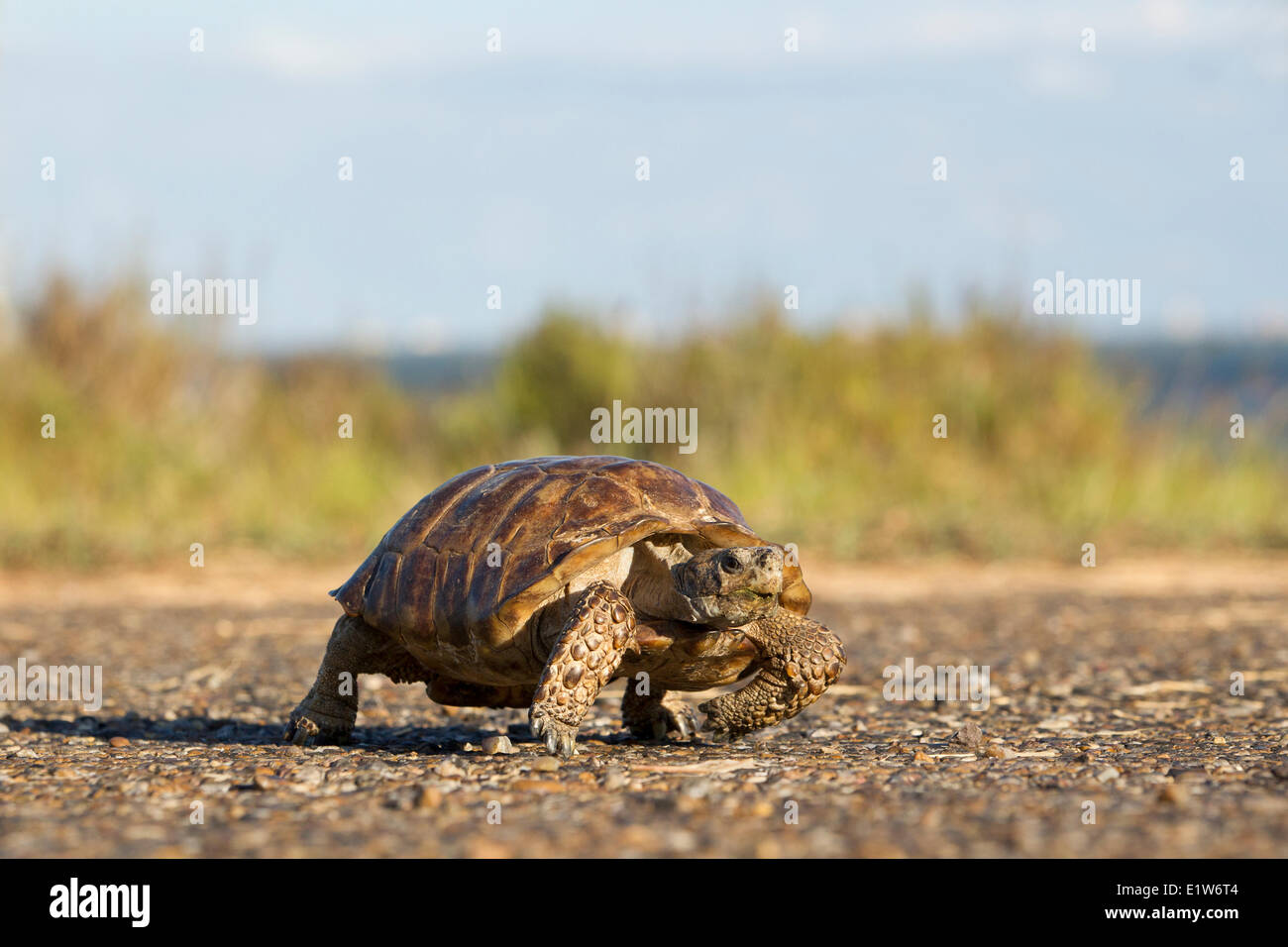La tortuga de Texas (Gopherus berlandieri) macho Crossing Road (muy brevemente) controlada por el Refugio Nacional de Vida Silvestre Laguna Atascosa Foto de stock