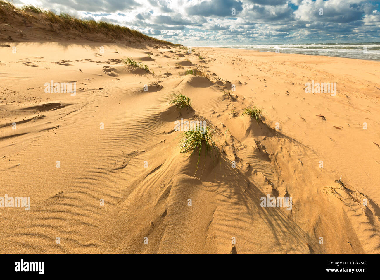 Una duna de arena, floreciendo Point Beach, el Parque Nacional Isla del Príncipe Eduardo, Canadá Foto de stock