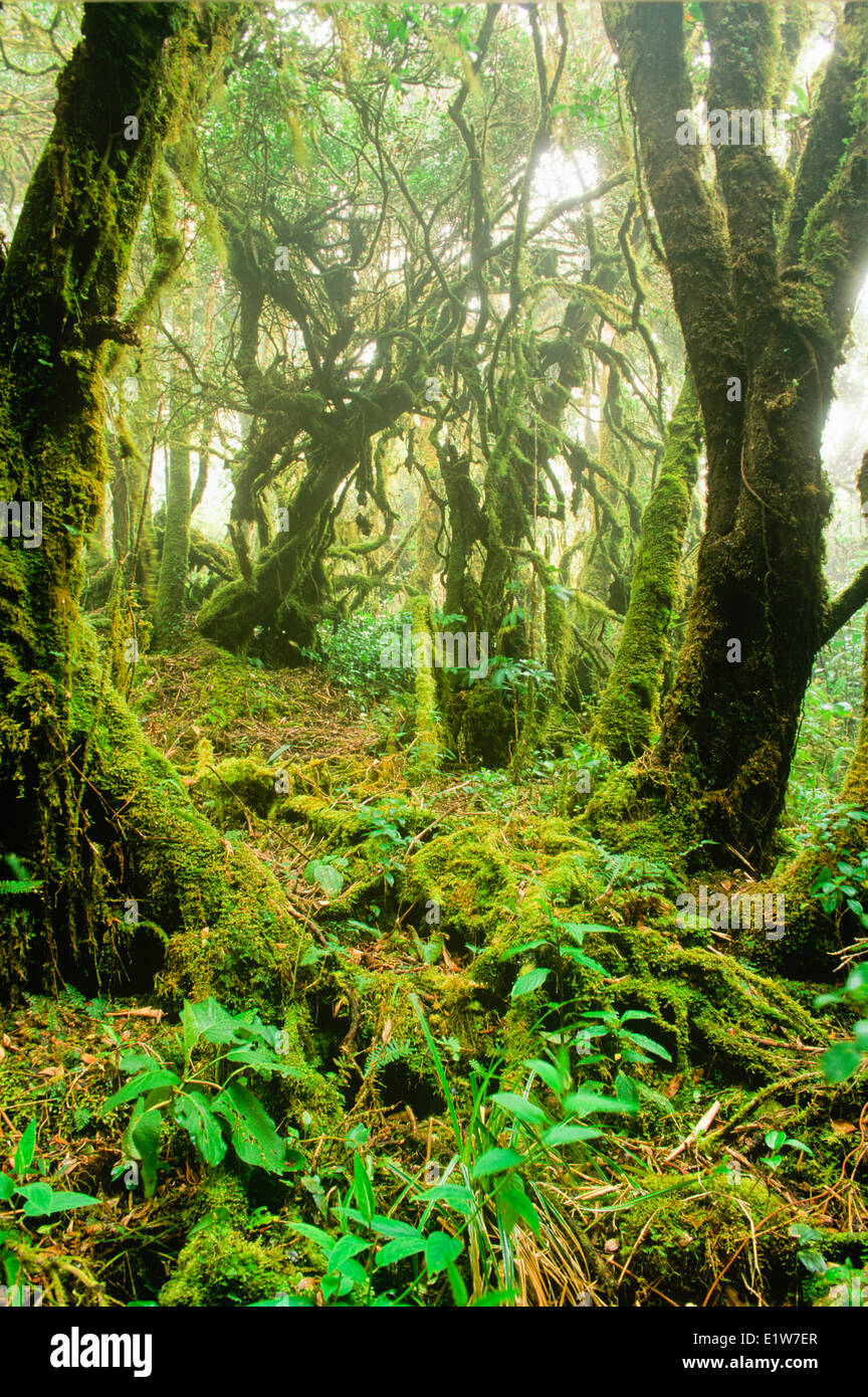 Cubiertos de musgo de roble, Volcán Barva Trail, el Parque Nacional Braulio Carrillo, Costa Rica Foto de stock