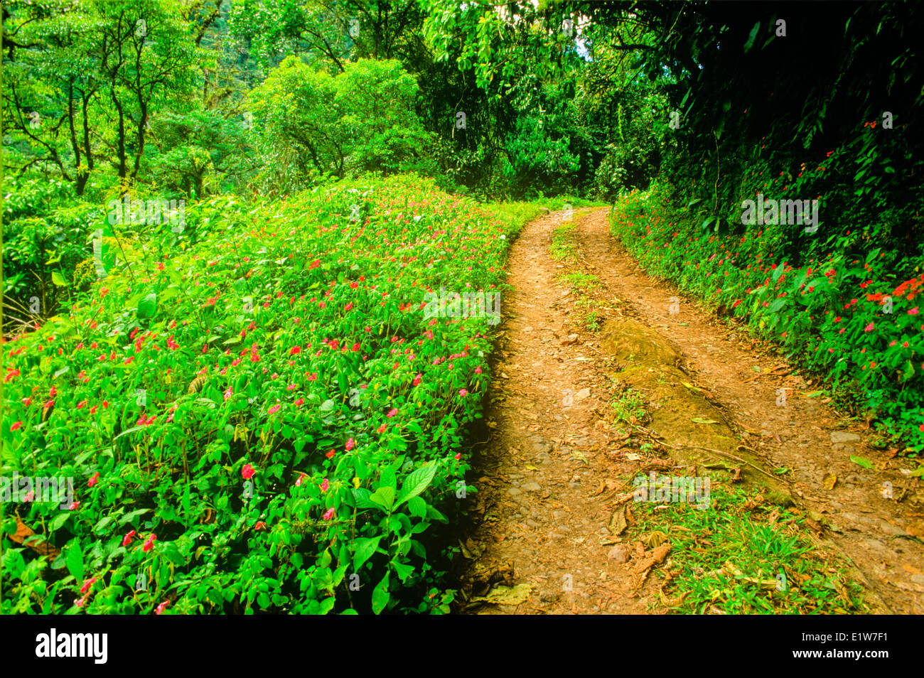 La Paz, el Bosque Nuboso de Costa Rica Fotografía de stock Alamy
