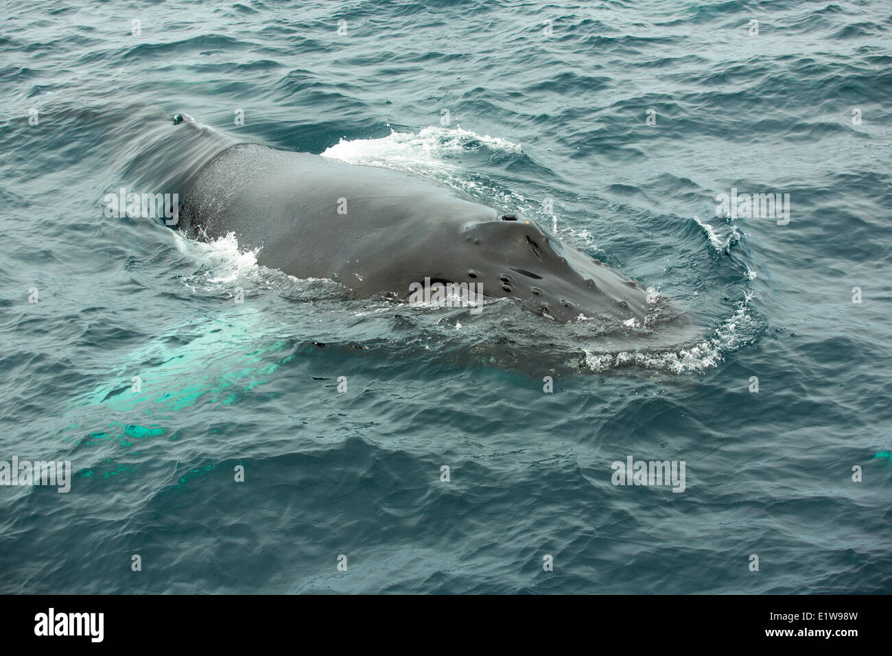 La ballena jorobada (Megaptera novaeangliae, declamatorio, Reserva Ecológica Witless Bay, Newfoundland, Canadá Foto de stock