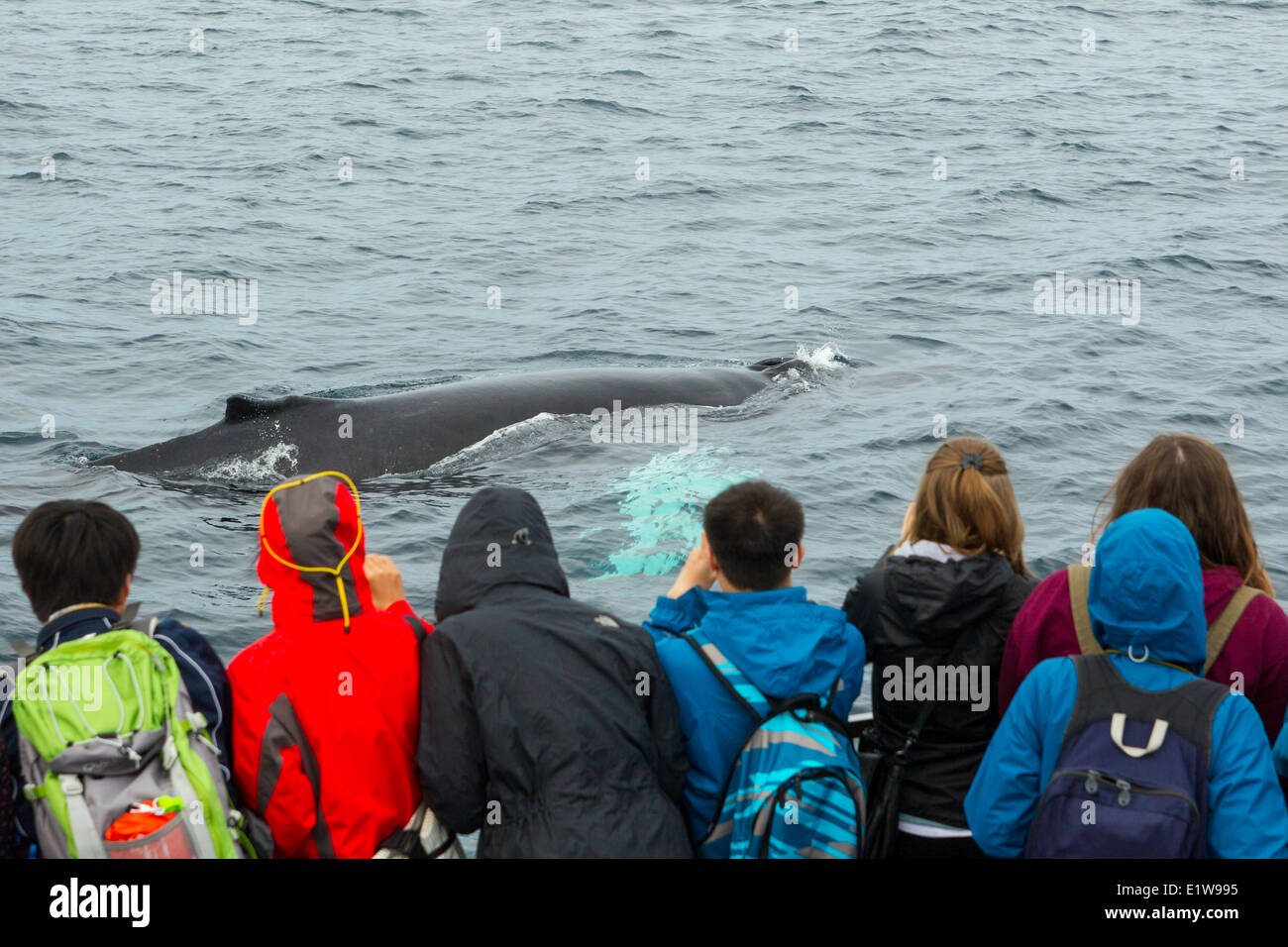 Avistamiento de ballenas, la ballena jorobada (Megaptera novaeangliae, Reserva Ecológica Witless Bay, Newfoundland, Canadá Foto de stock