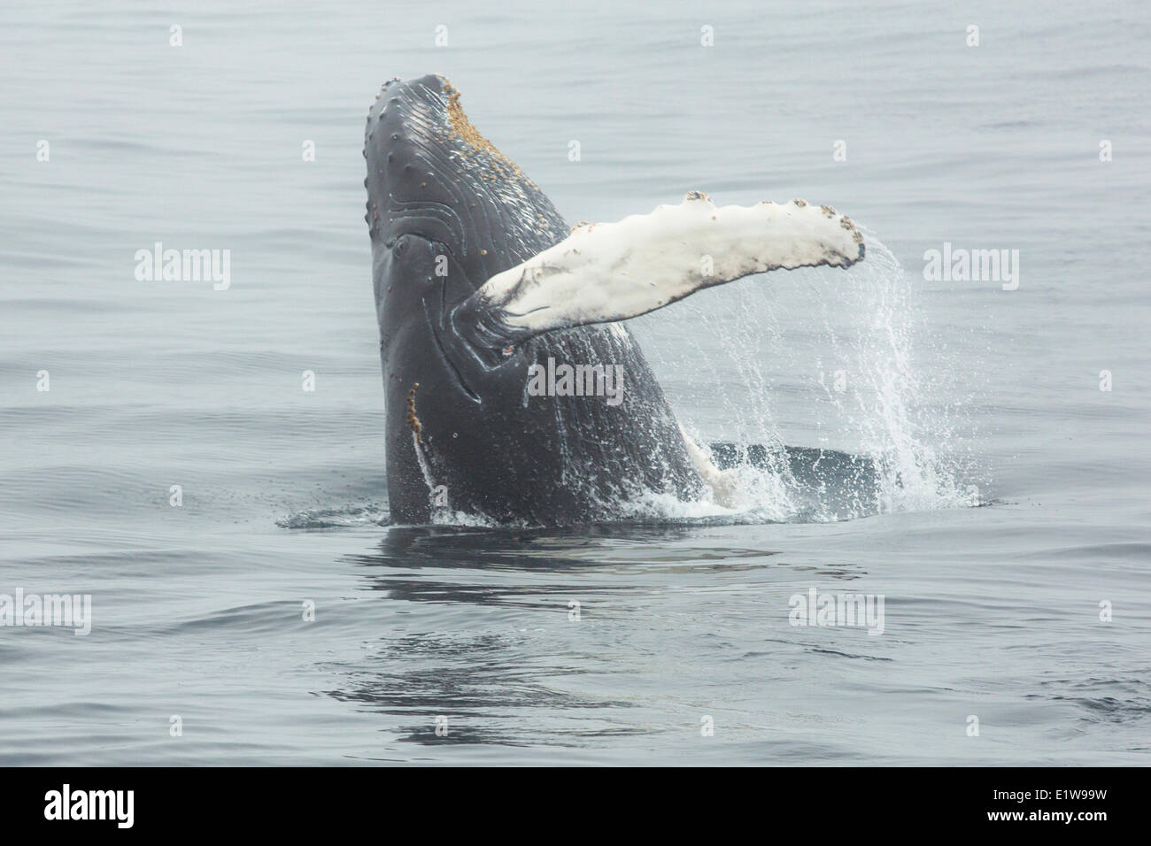 La ballena jorobada (Megaptera novaeangliae), violar, Reserva Ecológica Witless Bay, Newfoundland, Canadá Foto de stock