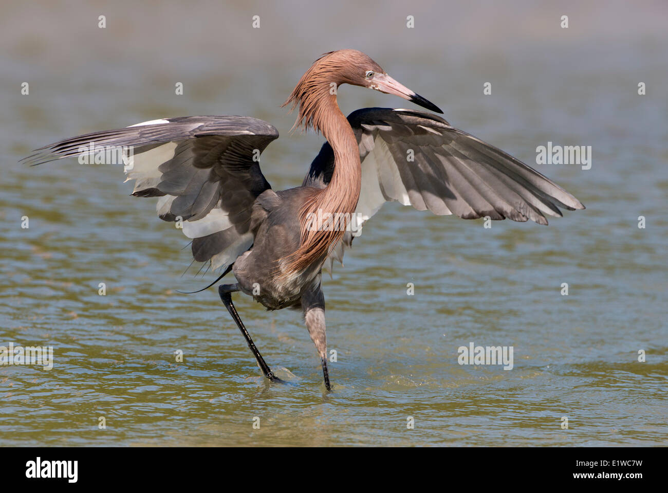 Garza roja (Egretta rufescens) - Fort Myers Beach, Florida Foto de stock