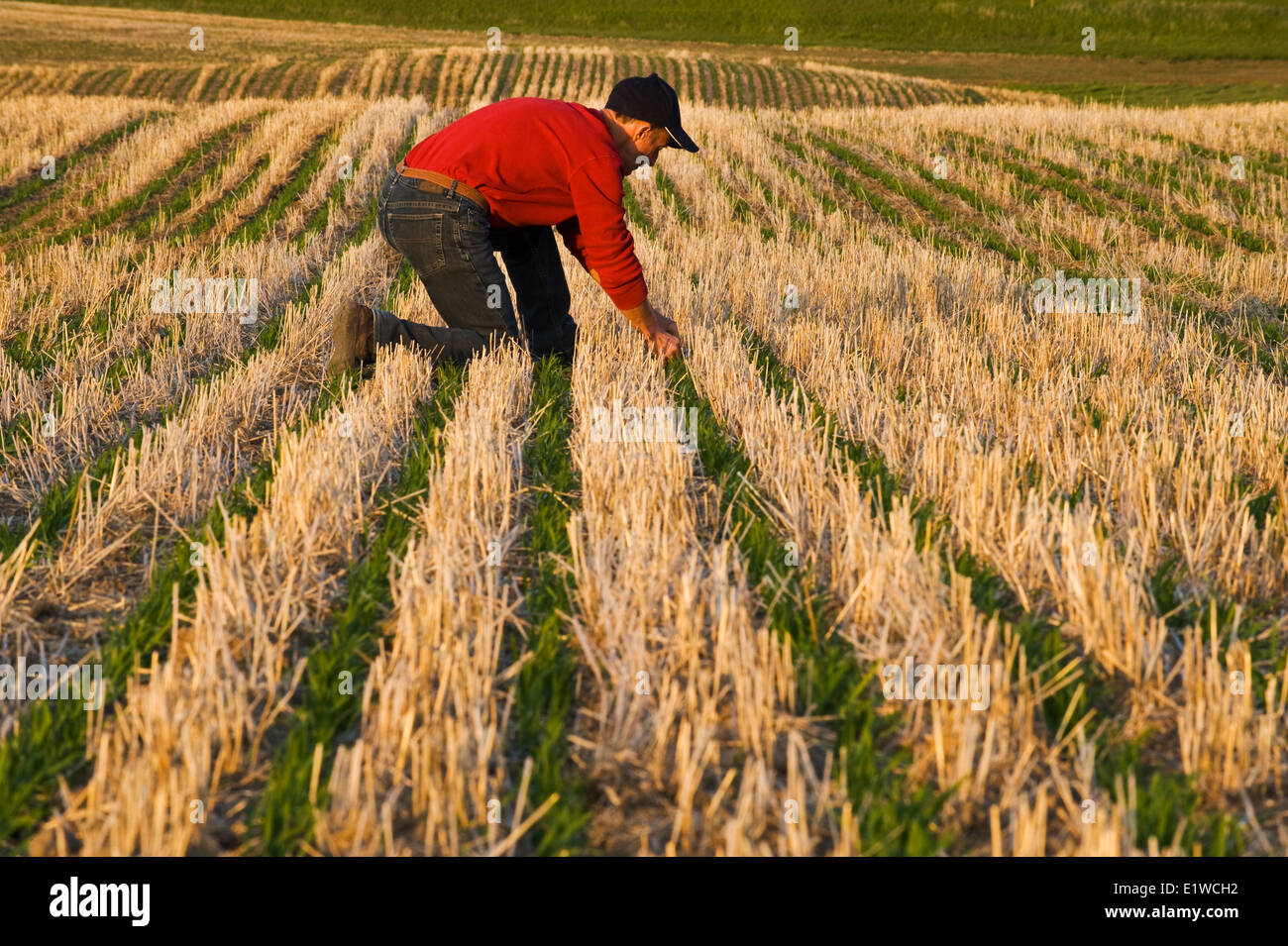 Un agricultor scouts un crecimiento temprano de campo de avena en labranza cero rastrojo de trigo, colinas, Tigre, Manitoba, Canadá Foto de stock