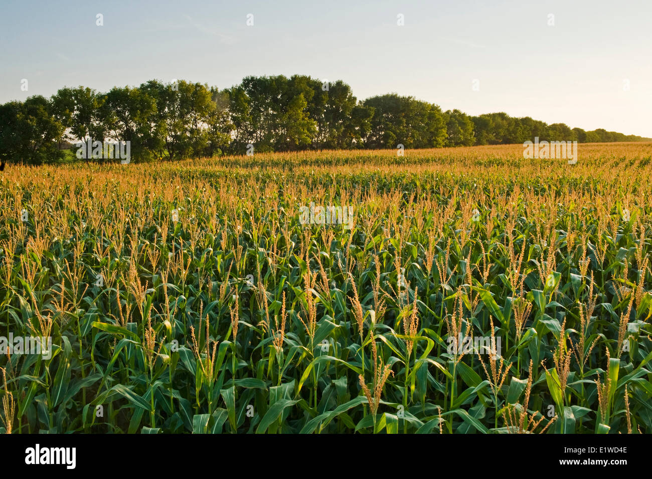 El grano de maíz (maíz) piensos campo con shelterbelt en segundo plano, cerca de Niverville , Manitoba, Canadá Foto de stock