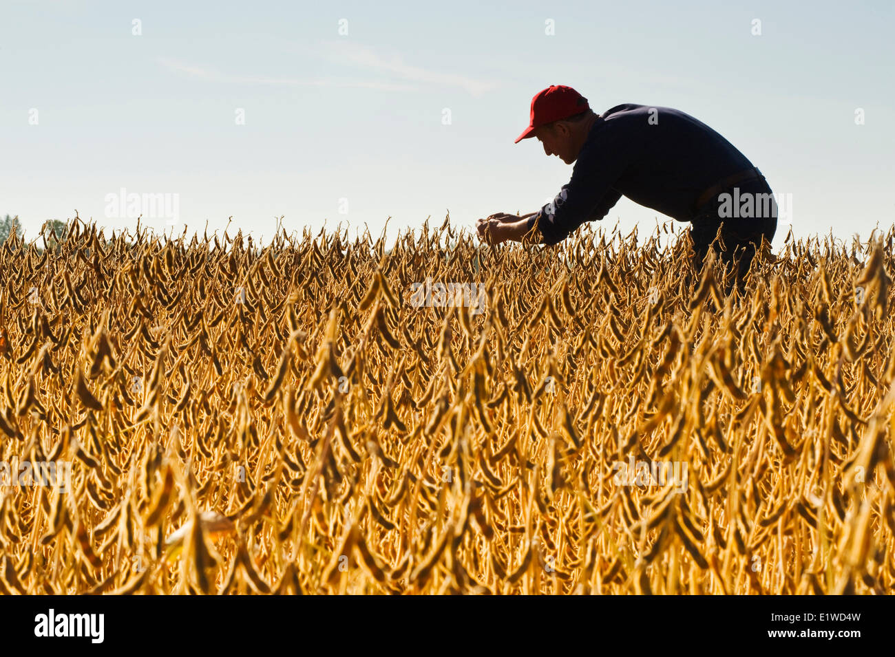 Un agricultor comprueba la madurez de las vainas de soja en un campo , cerca de Lorette, Manitoba, Canadá Foto de stock
