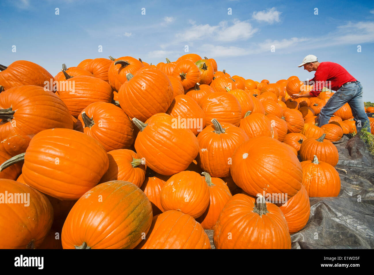 Calabazas cosechadas apiladas antes de ser enviadas al mercado