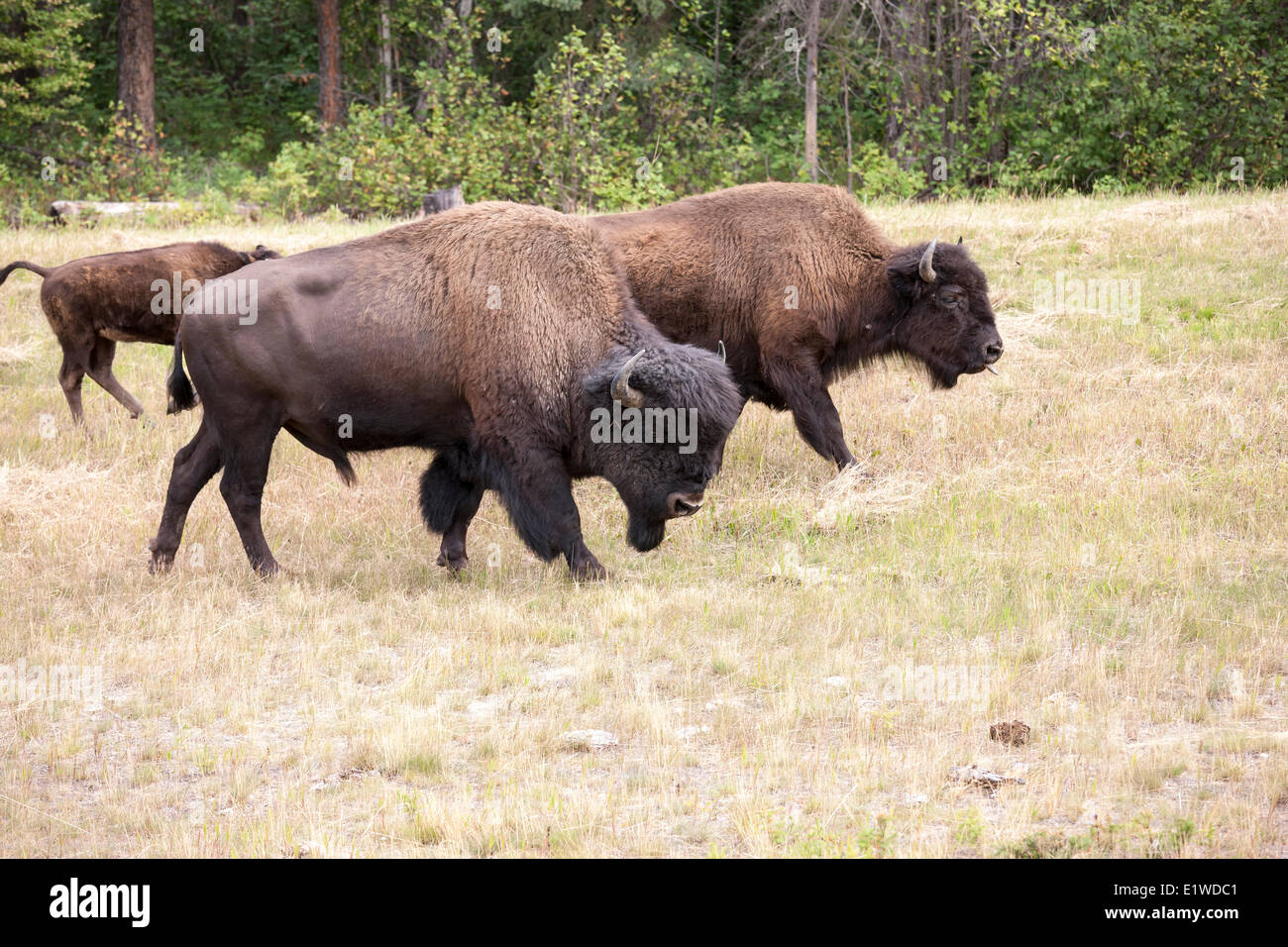 Roaming gratuito wild Wood el bisonte (Bison bison athabascae) en el norte de la Columbia Británica a lo largo de la autopista de Alaska en el Liard Termas Foto de stock