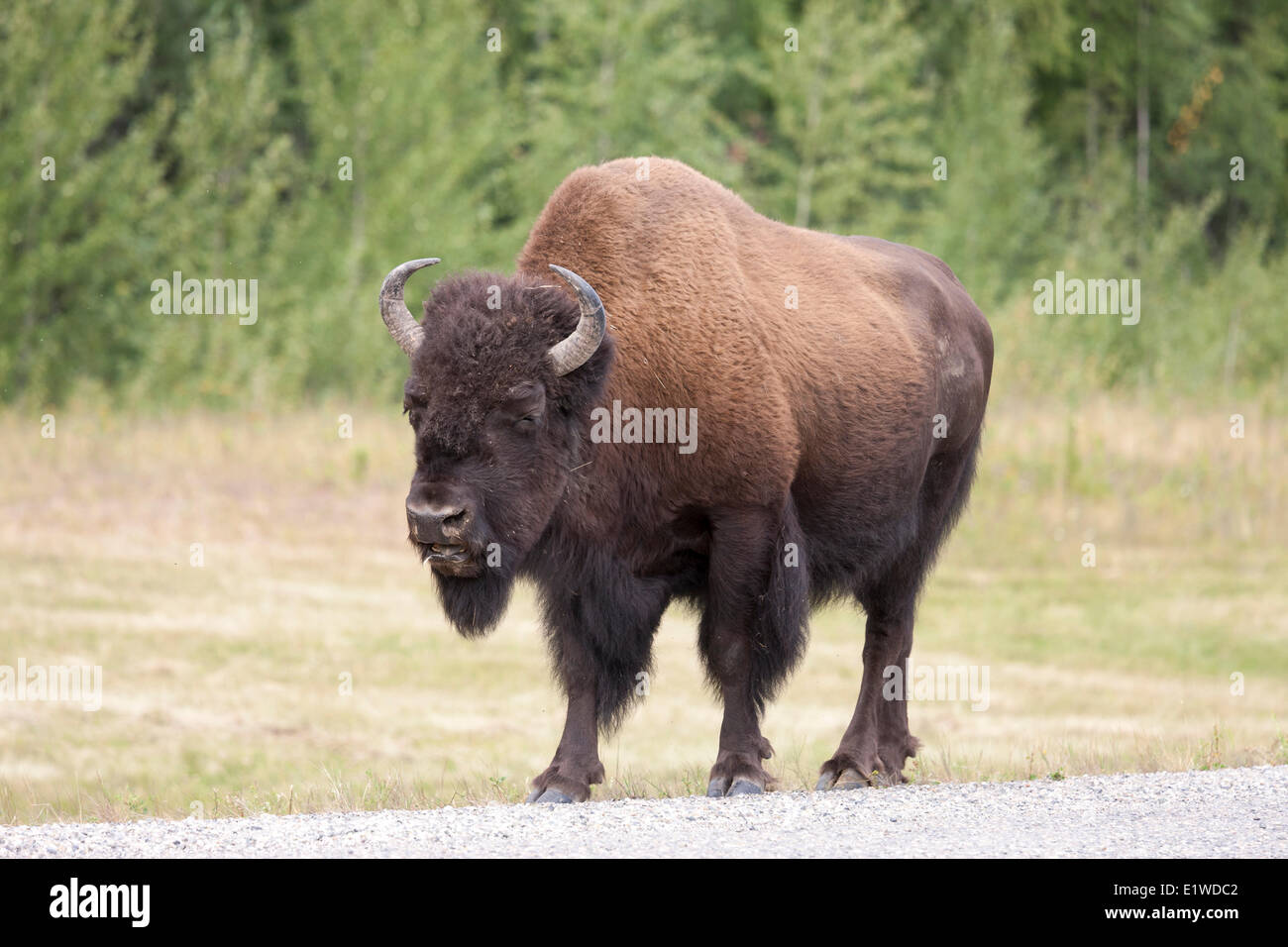 Roaming gratuito wild Wood el bisonte (Bison bison athabascae) en el norte de la Columbia Británica a lo largo de la autopista de Alaska en el Liard Termas Foto de stock