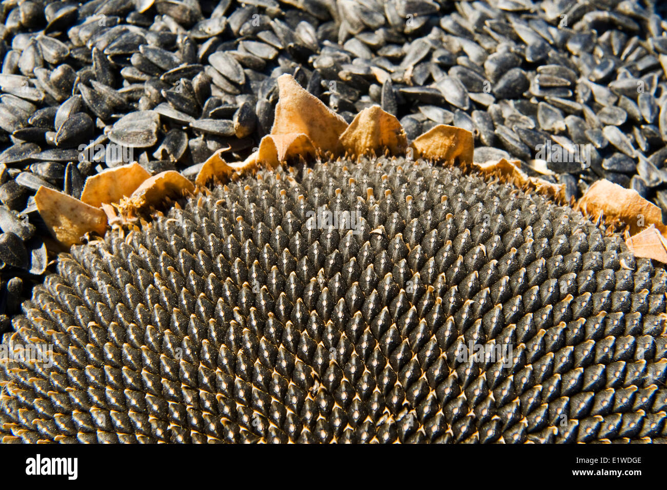 Close-up de aceite negro cosechado semillas de girasol y semillas de cabeza ,cerca de Lorette, Manitoba, Canadá Foto de stock
