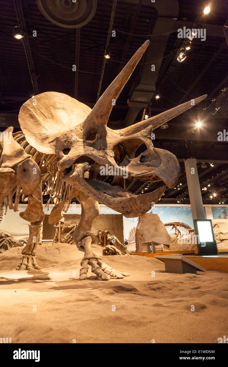 Triceratops fosil en la reconstrucción de una exhibición de dinosaurios en el interior del Museo Royal Tyrrell en Drumheller norte Provincial Midland Foto de stock