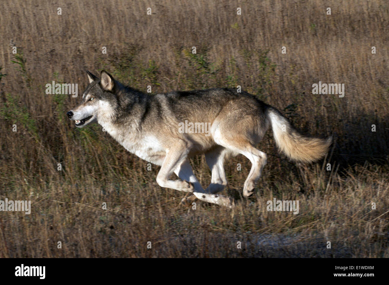 La madera o lobo gris (Canis lupus) ejecuta en tall césped seco con poca luz, Minnesota, Estados Unidos de Norteamérica Foto de stock