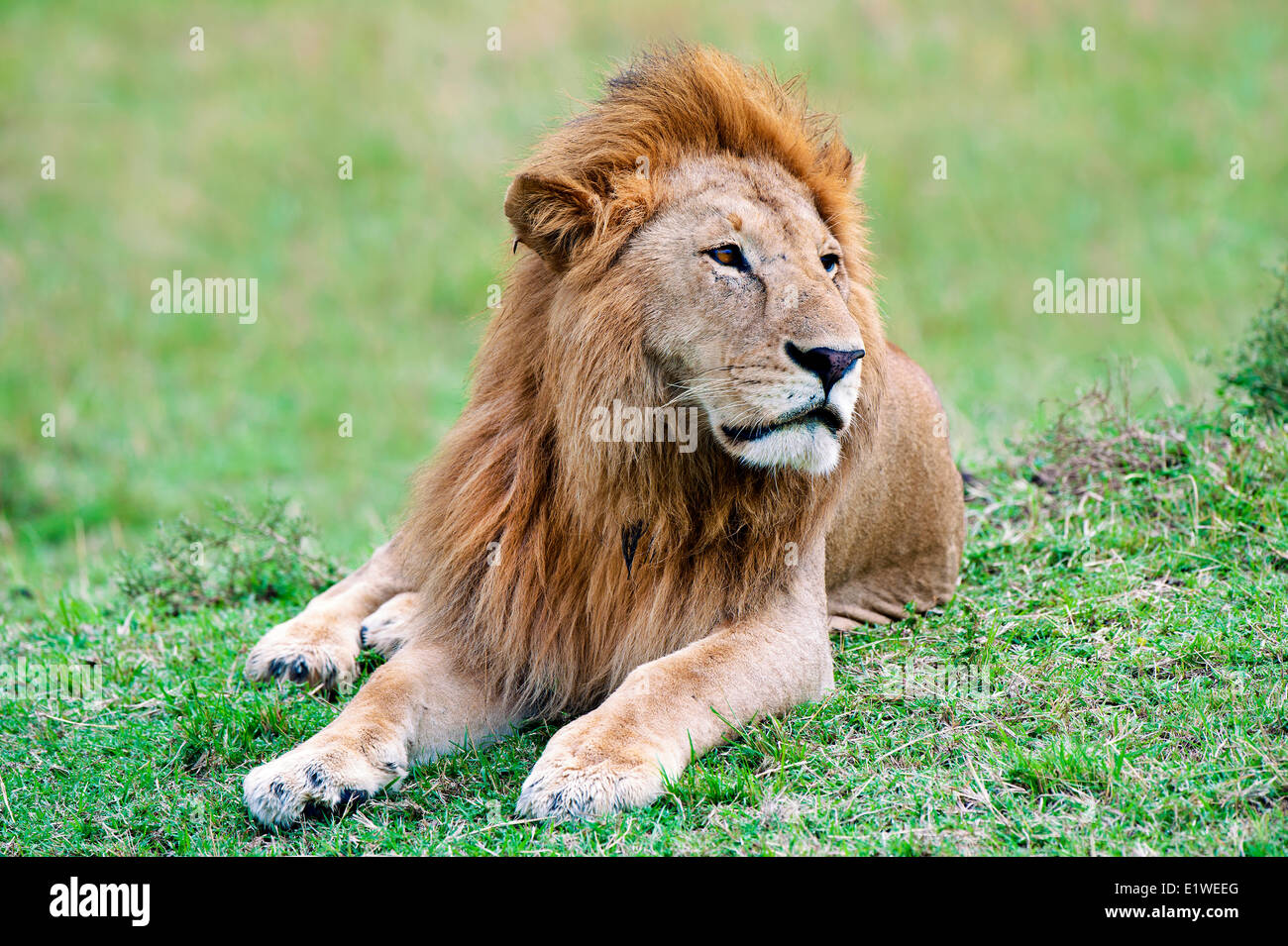 Macho león africano (Panthera leo), la reserva Masai Mara, Kenia, África Oriental Foto de stock