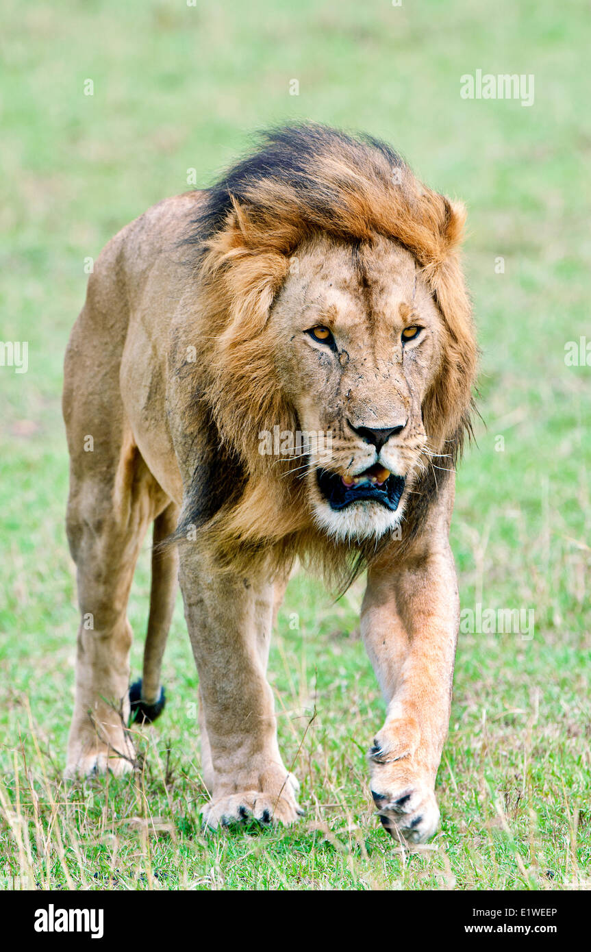 Macho león africano (Panthera leo), la reserva Masai Mara, Kenia, África Oriental Foto de stock