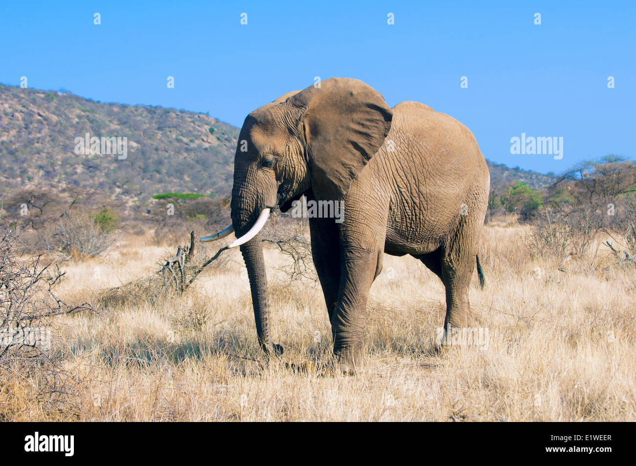 Bull elefante de sabana (Loxodonta africana), el Parque Nacional de Samburu, Kenia, África Oriental Foto de stock