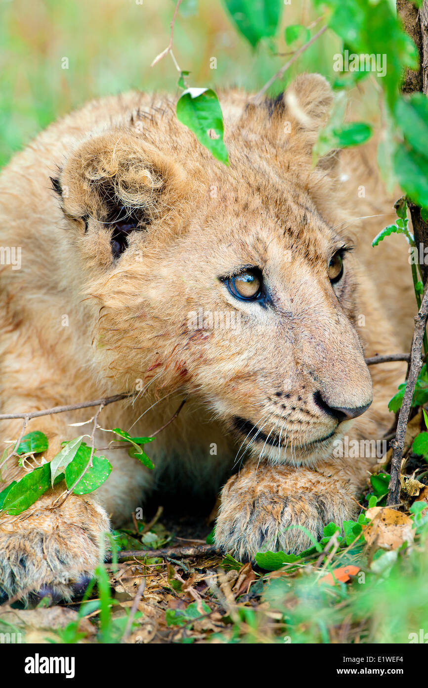Cachorro de león africano (Panthera leo), reserva de Masai Mara, Kenia, África Oriental Foto de stock