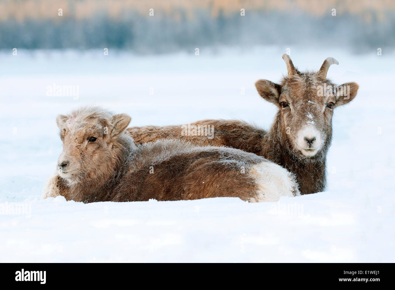 El Borrego Cimarrón, oveja y cordero (Ovis canadensis), con cubiertas de escarcha amordaza a -28C, el Parque Nacional de Jasper, Alberta, Canadá Foto de stock