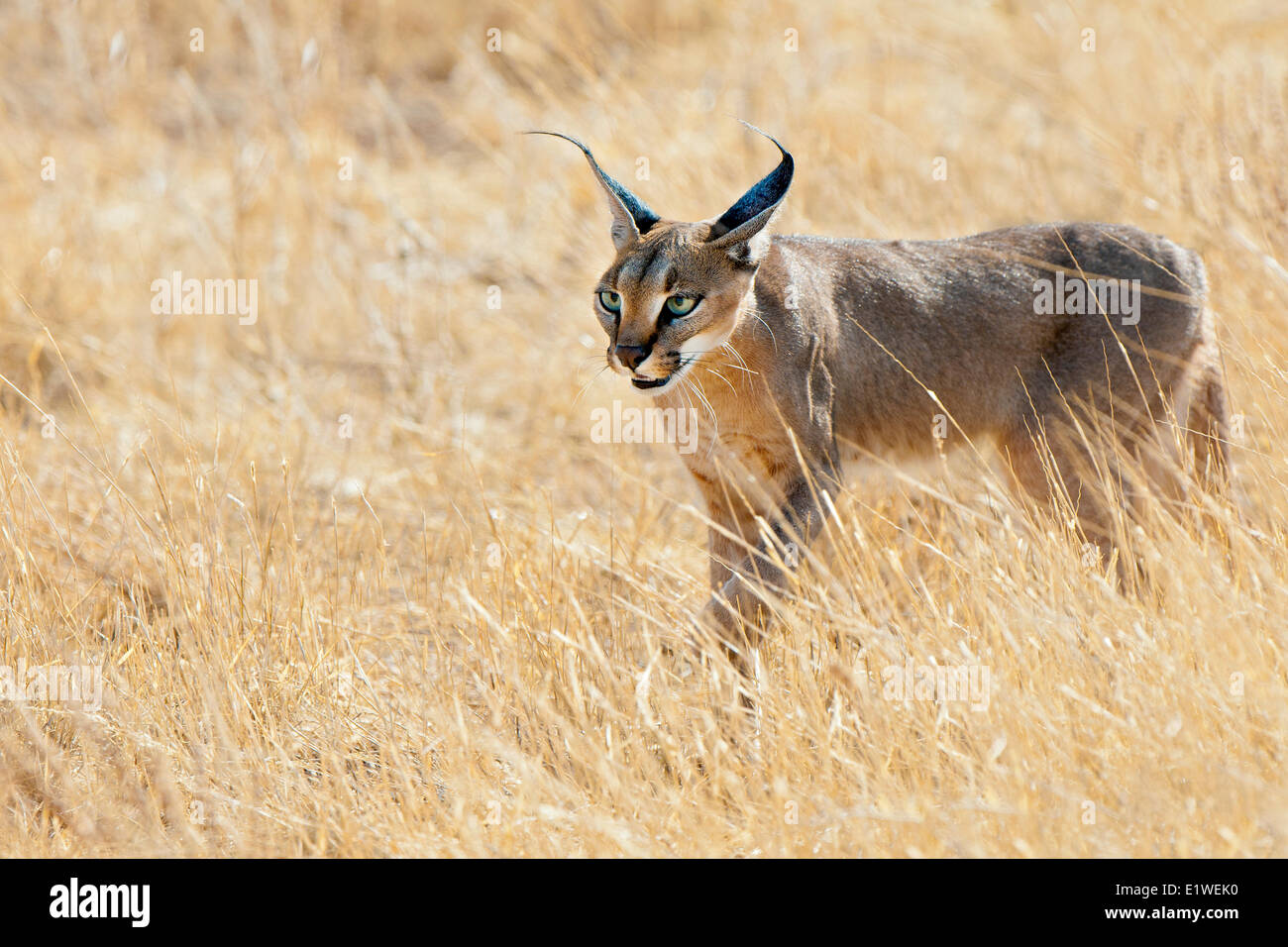(Caracal Caracal caracal ) la caza, el Parque Nacional de Samburu, Kenia, África Oriental Foto de stock