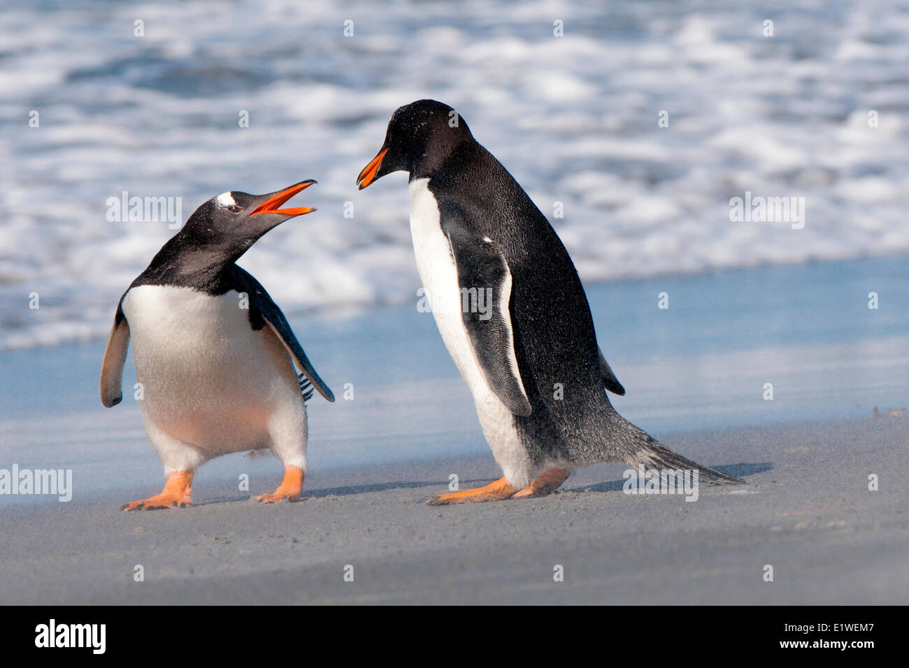 Pingüinos papúa (Pygoscelis papua) discutiendo sobre el litoral, Islas Malvinas, Océano Atlántico Sur Foto de stock