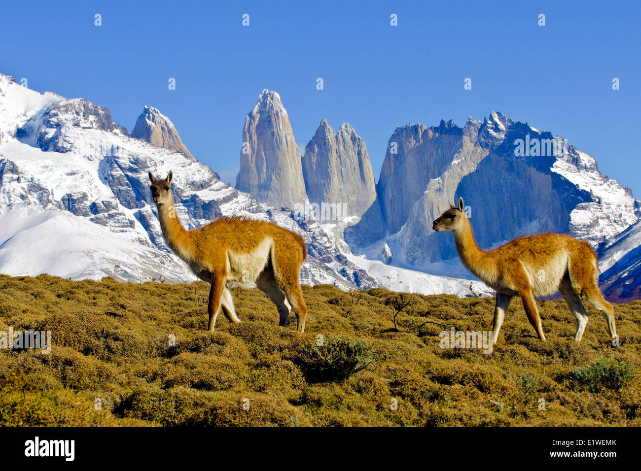 Adulto guanacos (Lama guanicoe), Parque Nacional Torres del Paine en la Patagonia, en el sur de Chile, Sudamérica Foto de stock