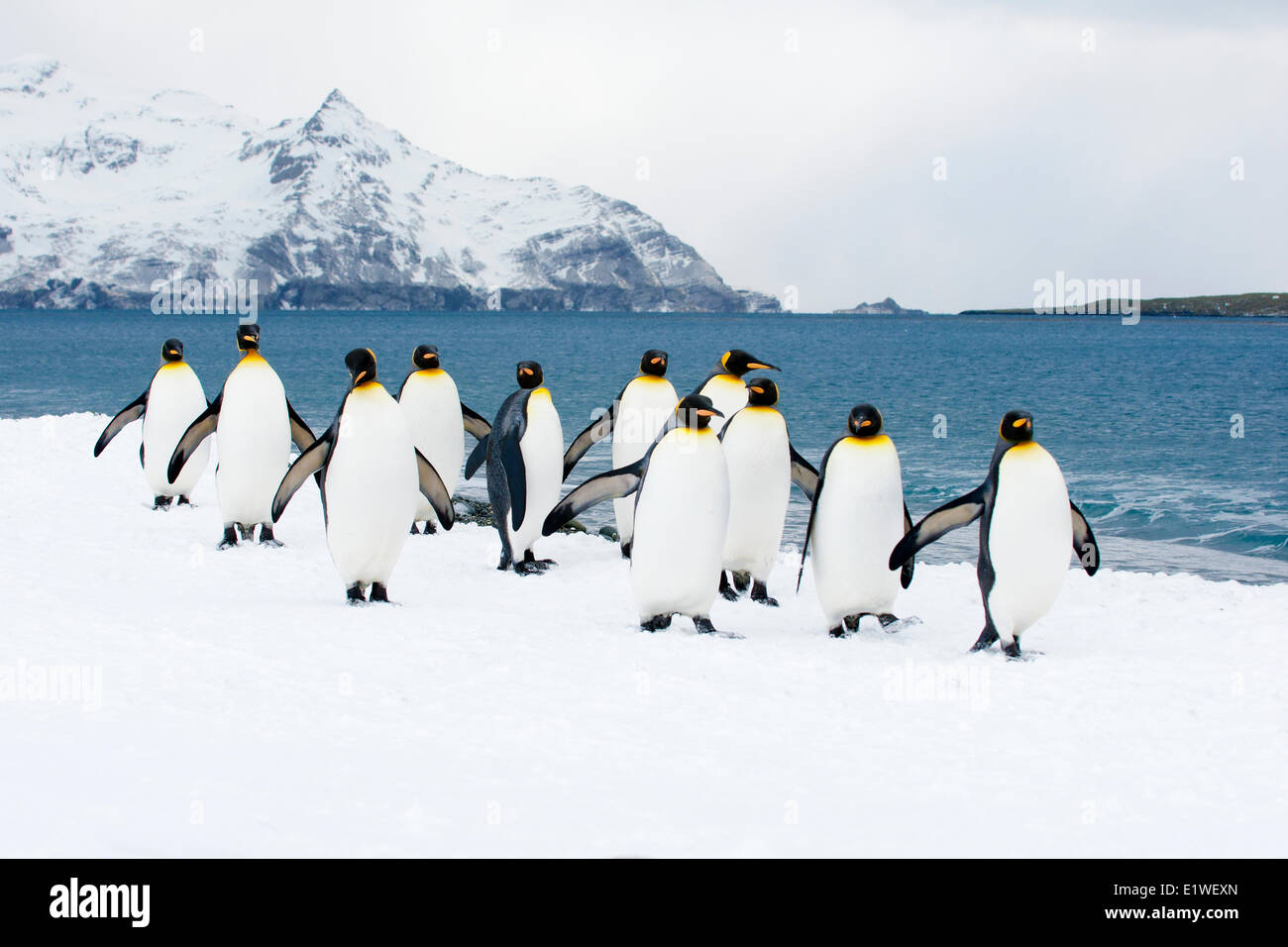 Pingüinos rey (Aptenodytes patagonicus) loafing en la playa, en la isla de Georgia del Sur, la Antártida Foto de stock