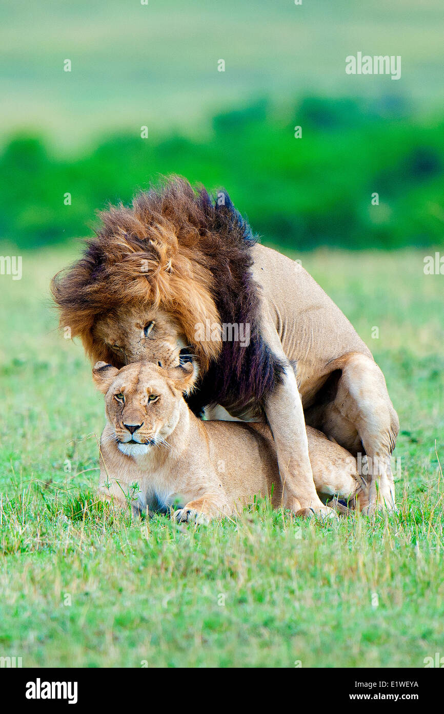 El apareamiento de leones (Panthera leo), la reserva Masai Mara, Kenia, África Oriental Foto de stock