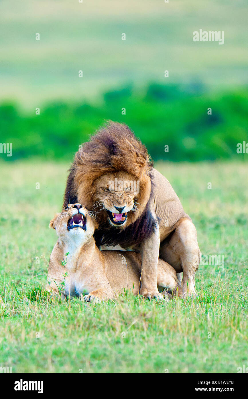 El apareamiento de leones (Panthera leo), la reserva Masai Mara, Kenia, África Oriental Foto de stock