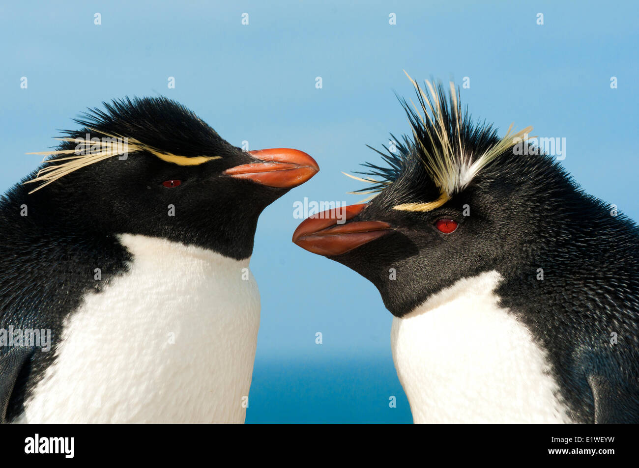 Pingüinos de Penacho Amarillo (Eudyptes chrysocome), las parejas reproductoras, Islas Malvinas, Océano Atlántico Sur Foto de stock