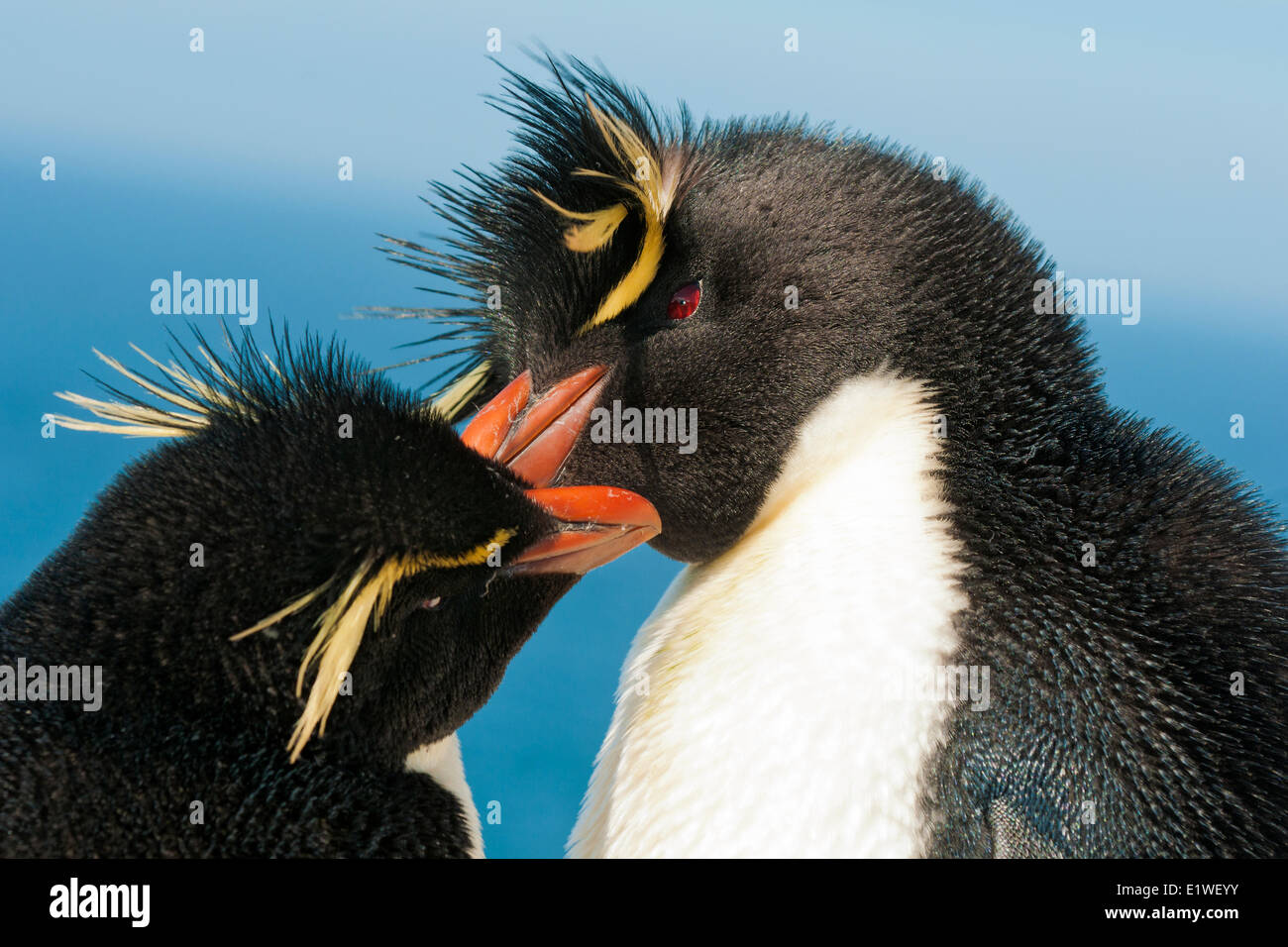 Pingüinos de Penacho Amarillo (Eudyptes chrysocome), las parejas reproductoras, Islas Malvinas, Océano Atlántico Sur Foto de stock