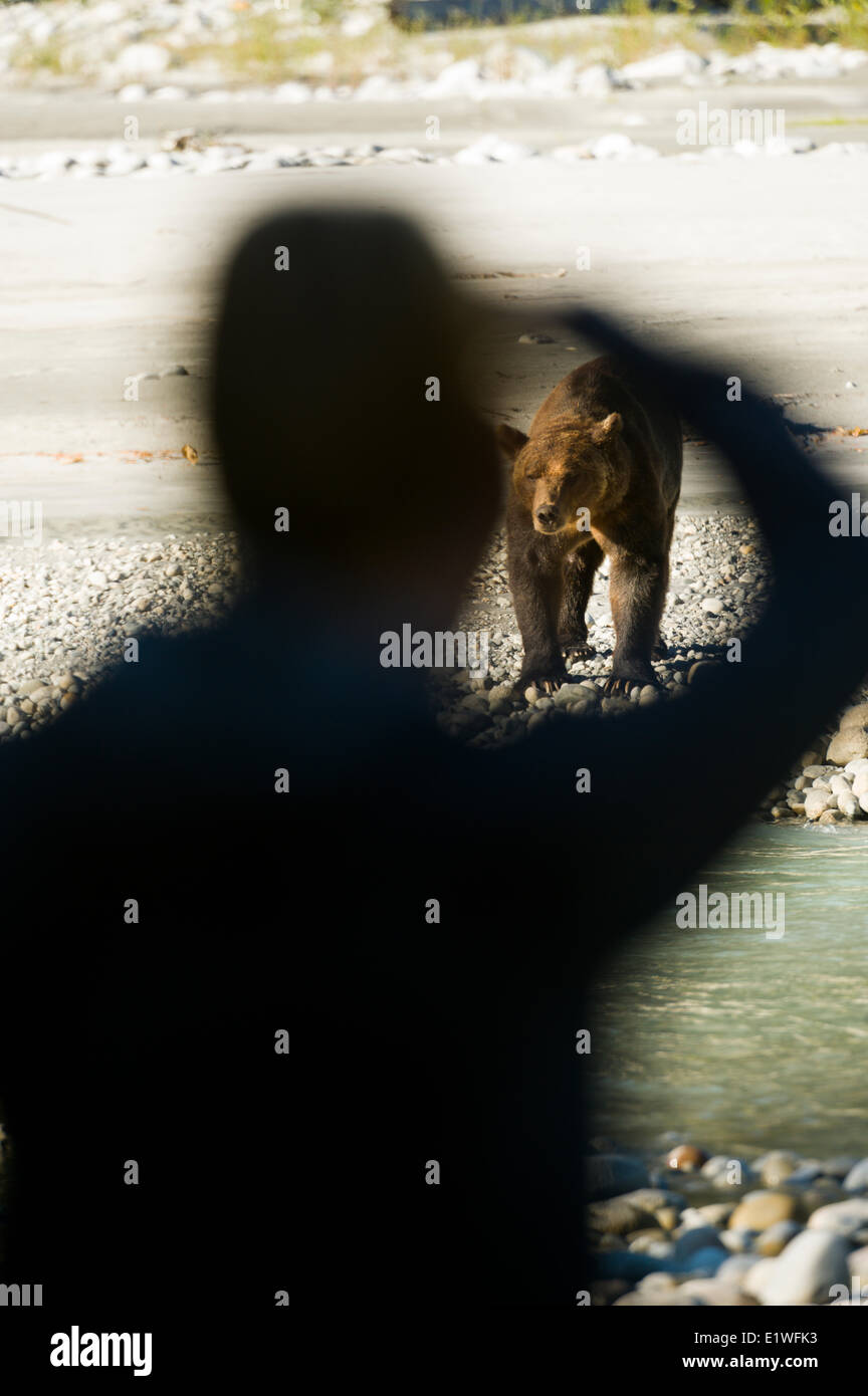 Un fotógrafo tiene un encuentro cercano con un Oso Grizzly, Ursus horribilis, sobre el río Homathko, British Columbia Foto de stock