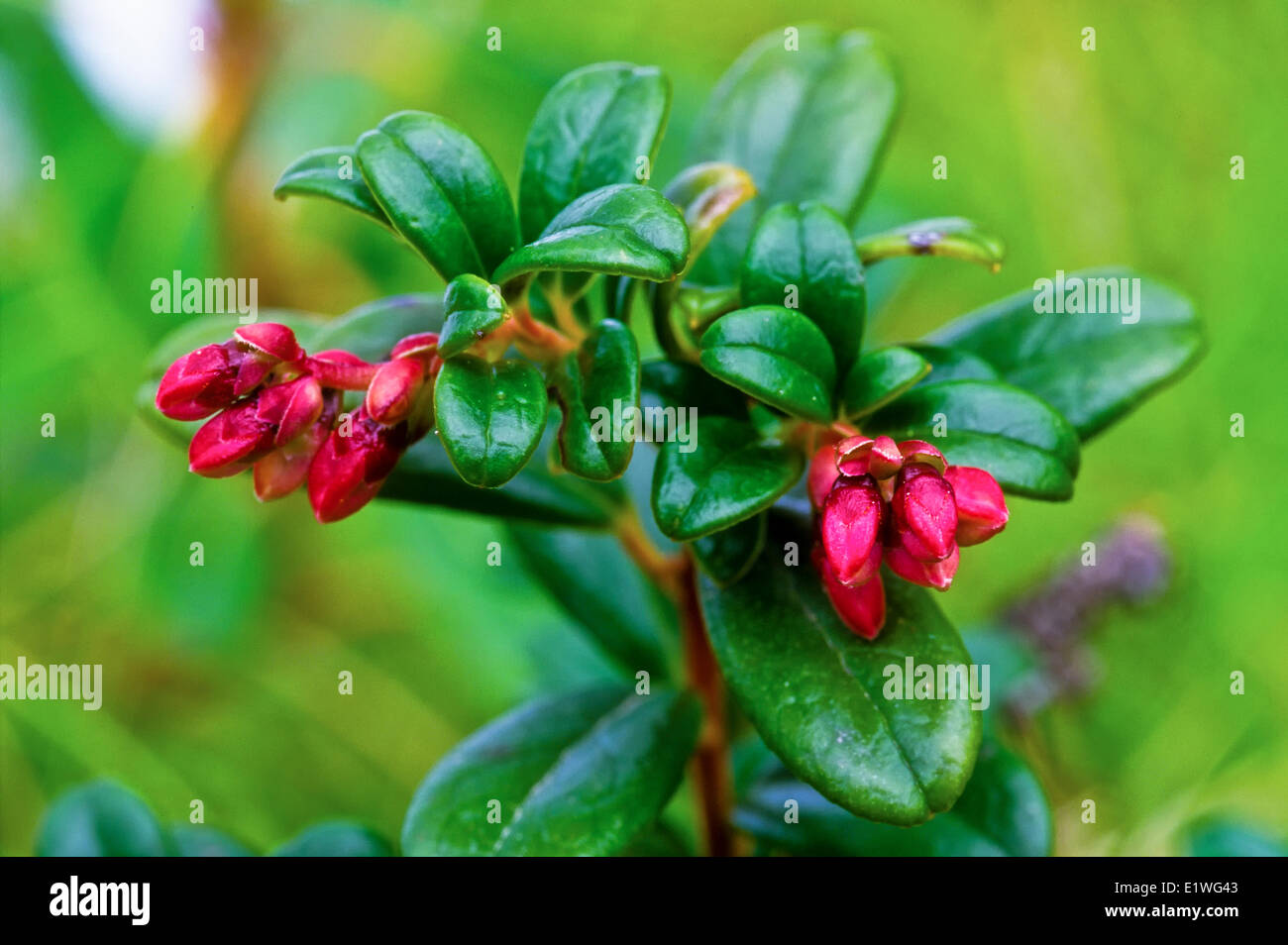 Partridgeberry Wildflower (Vaccinium vitis-idaea), Foto de stock