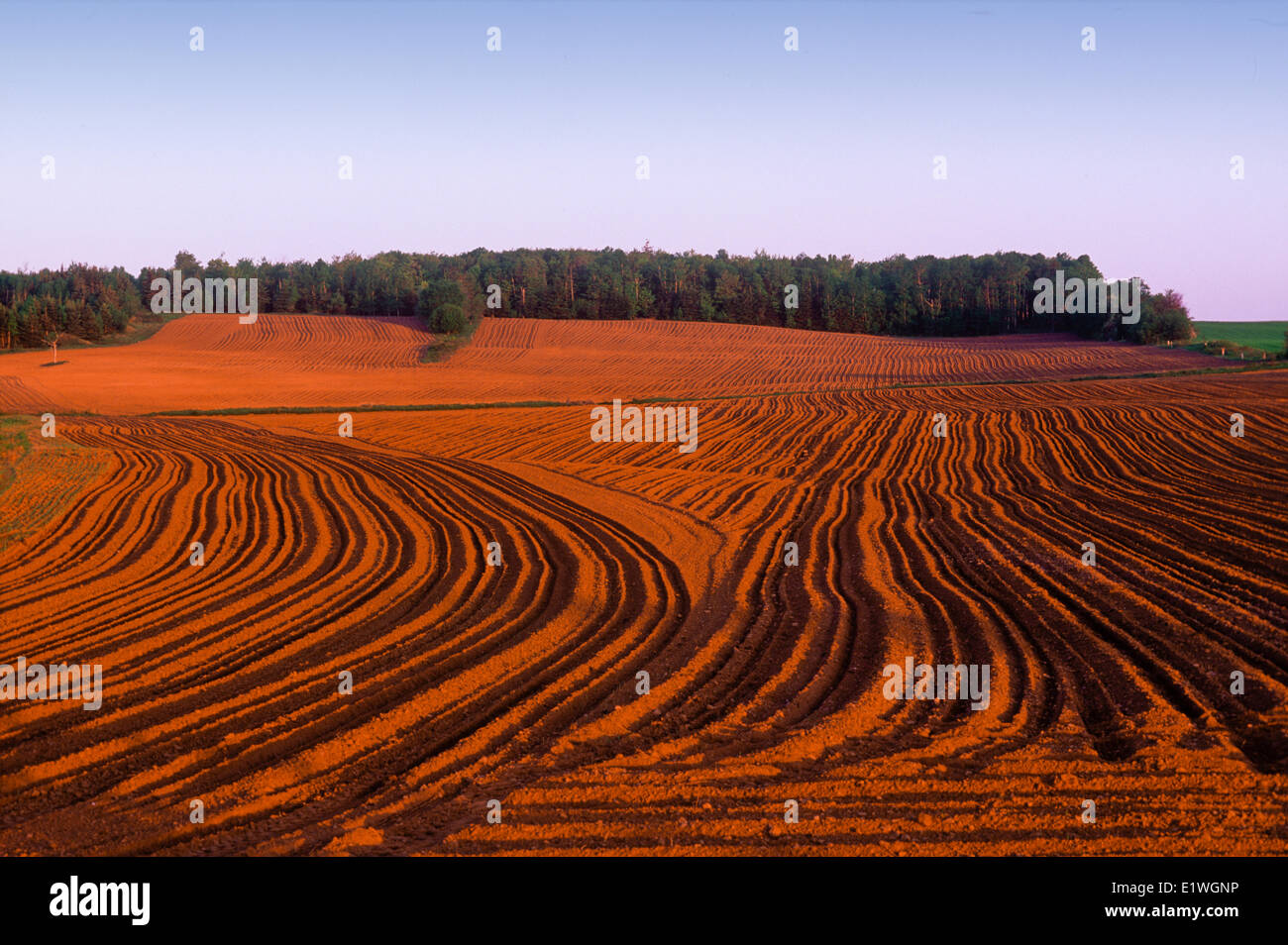 Campo de patatas plantadas, Nine Mile Creek, Prince Edward Island, Canadá Foto de stock