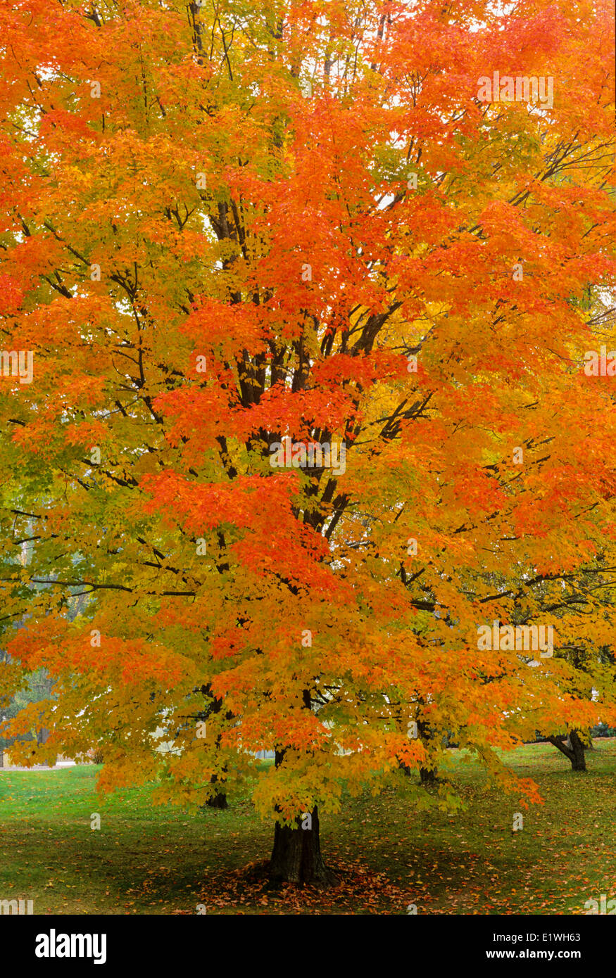 Árbol de arce en el follaje de otoño, Kentville, valle de Annapolis, Nova Scotia, Canadá Foto de stock