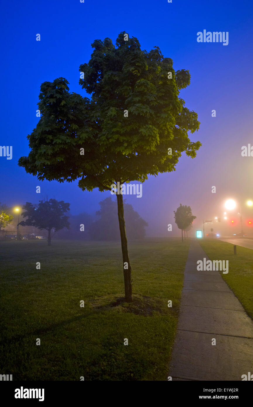Solitario árbol por una vereda en el gog en la noche Foto de stock