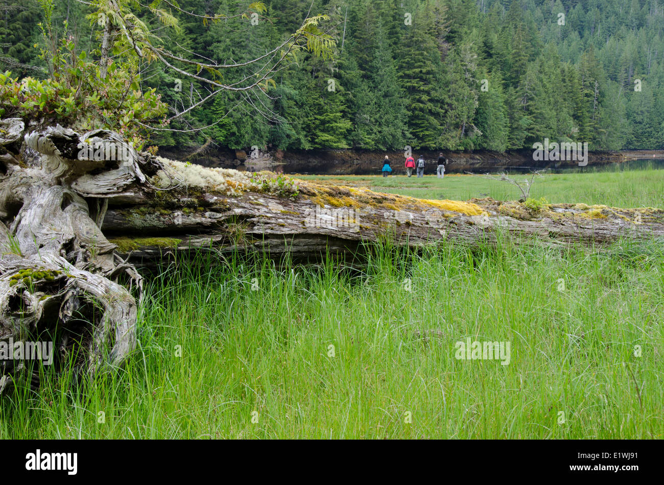 Los huéspedes pasear shoreline a Nimmo Bay Wilderness Resort, British Columbia, Canadá Foto de stock