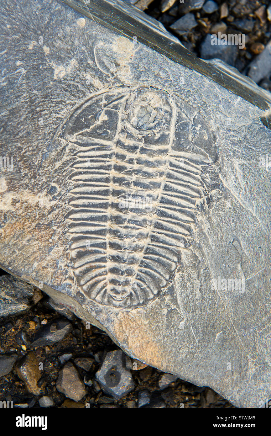 Un trilobite fósil Walcott en la parte superior de la cantera en el Parque Nacional Yoho, BC. Foto de stock